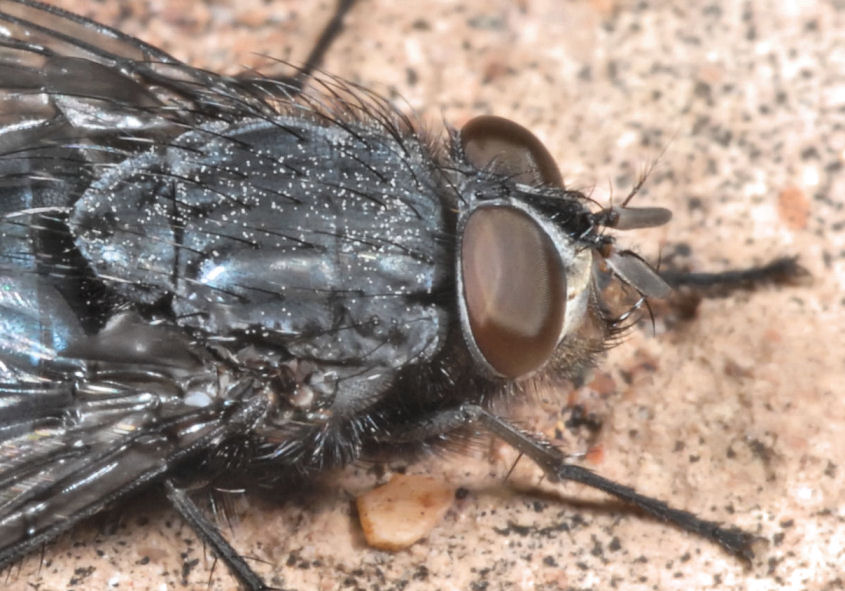 Mosca nel deserto